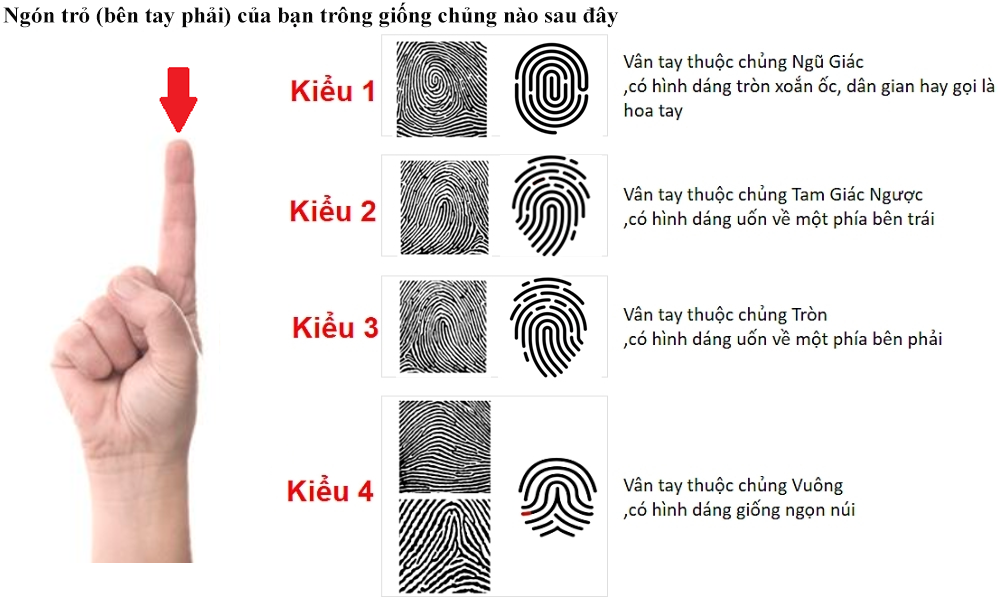 Ngón trỏ (bên tay phải) của bạn trông giống chủng vân nào sau đây?